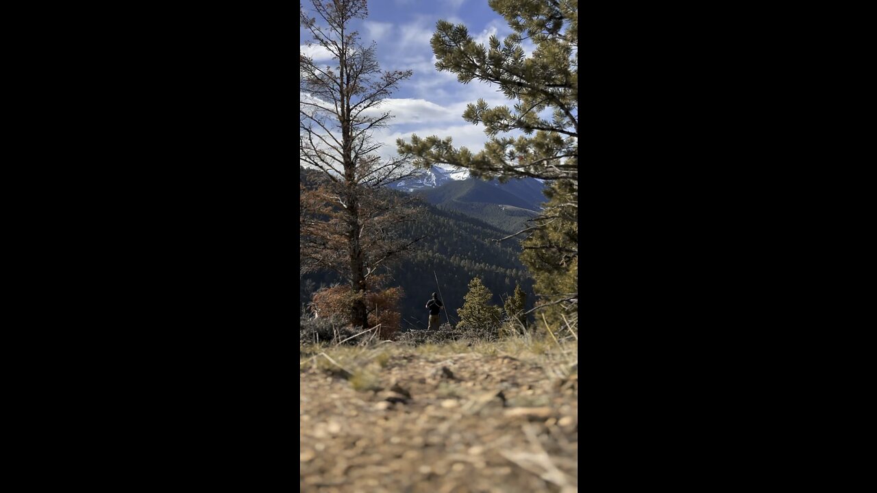 Black bear hunting montana