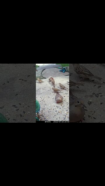 The Male Sparrow Feeds The Fledglings #Shorts 🌻