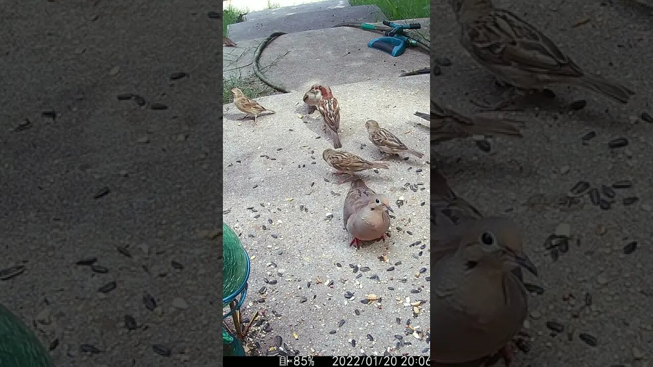 The Male Sparrow Feeds The Fledglings #Shorts 🌻