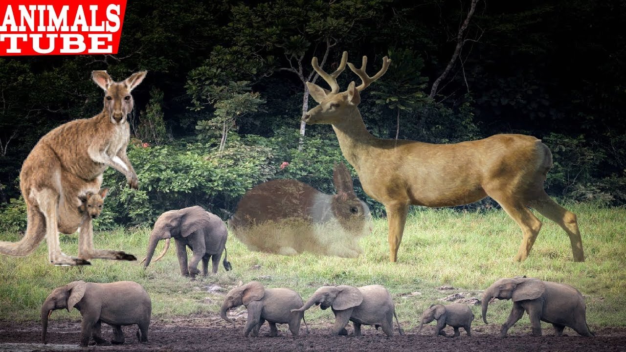 real high quality animals from the world, not cartoon, relax with wild animals in the forest