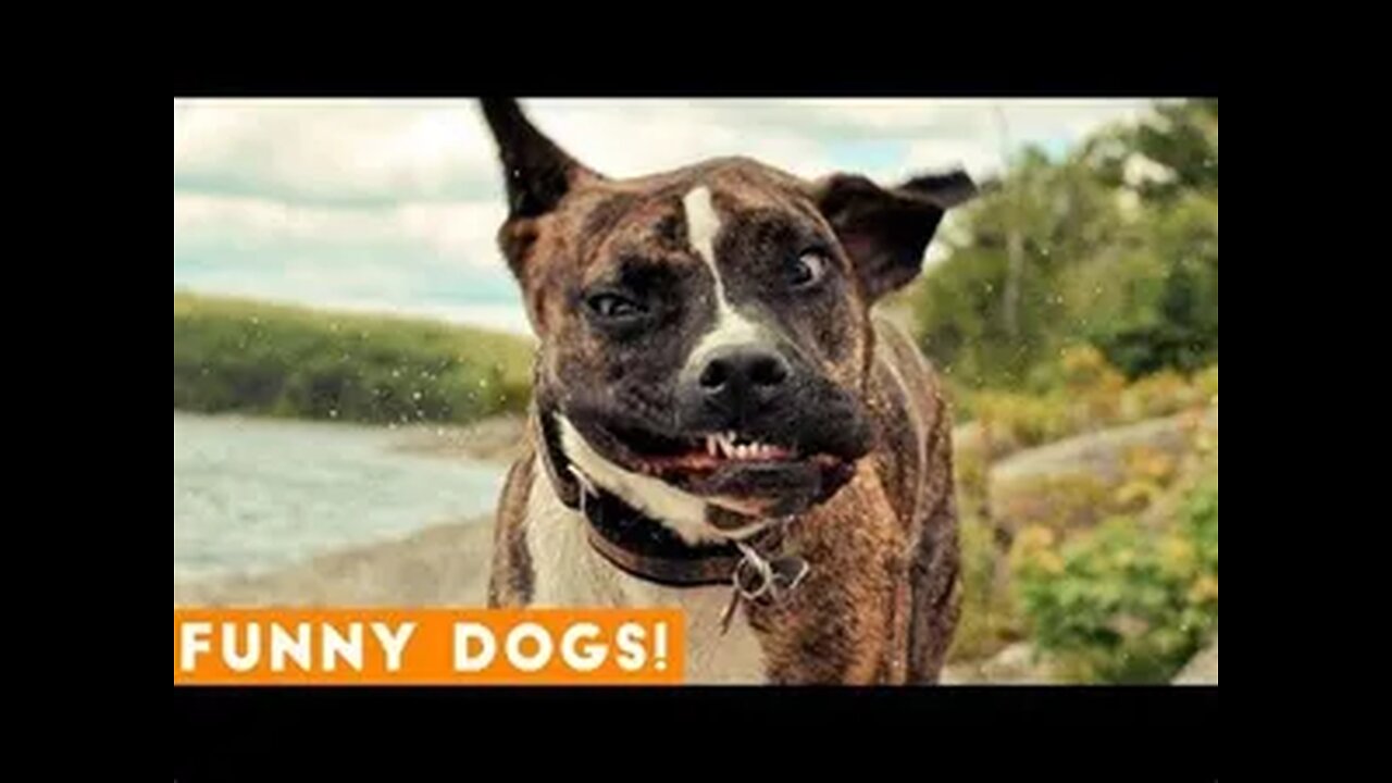 Funniest Dogs And Cats Videos 😜👌 - Best Funny Animal Videos 2023