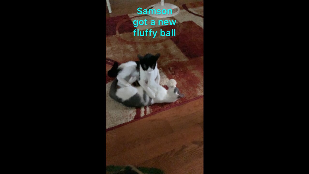 Funny cat sound from Samson