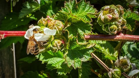 3 species of bee on blackberry flowers