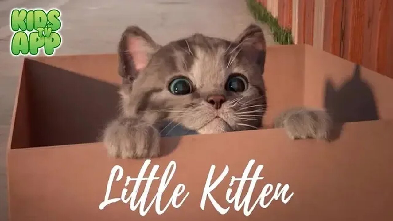 This Cat is very cuteee😍
