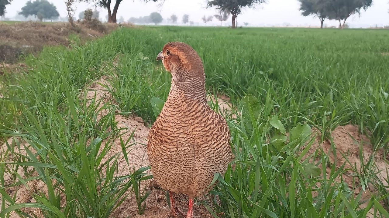 Dakhni Teetar Babies,A Heartwarming Journey of Discovery in the Wild