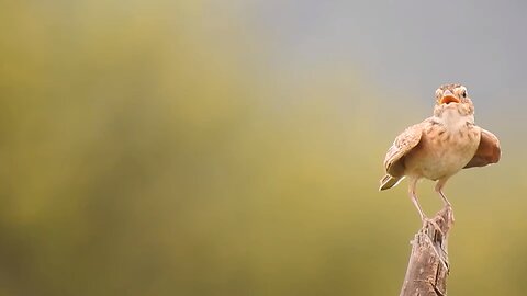 Funny animals 🎶🎶singing 🕊🕊🕊