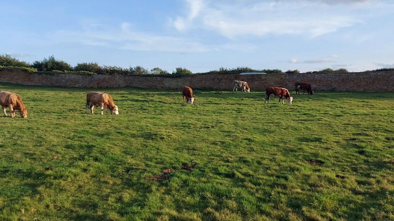 Cows in Upper Harlestone