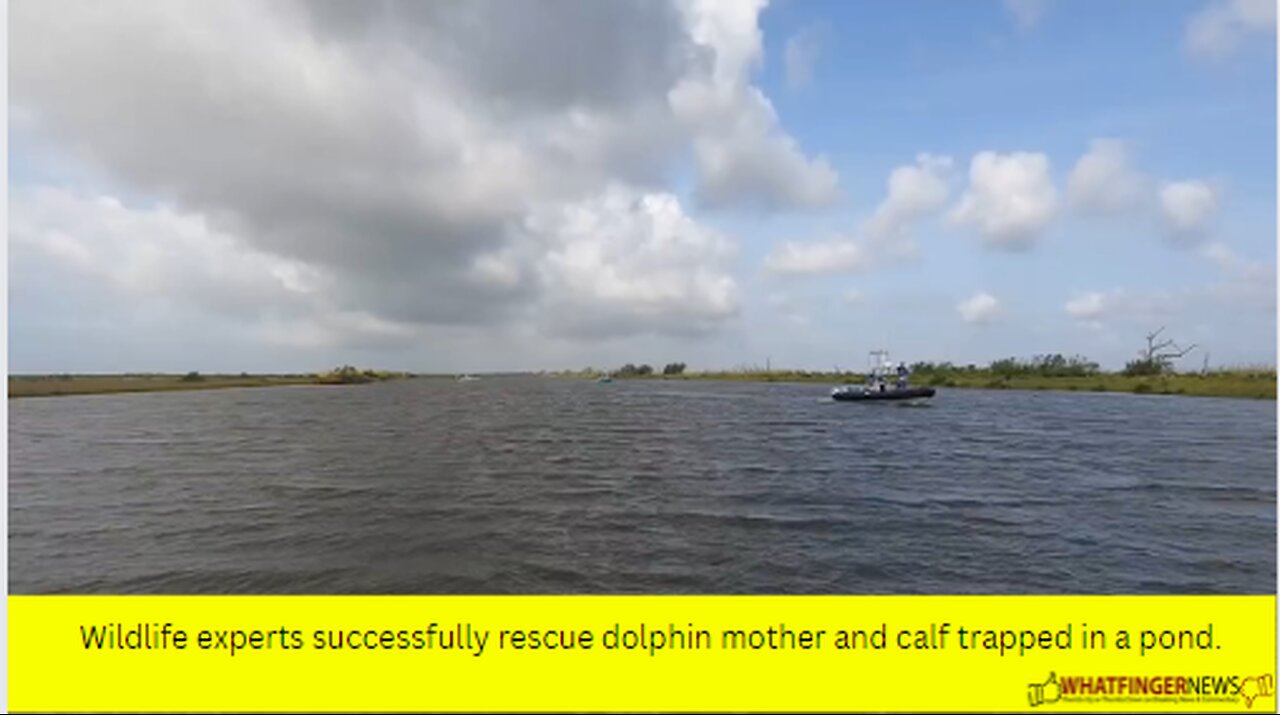 Wildlife experts successfully rescue dolphin mother and calf trapped in a pond.