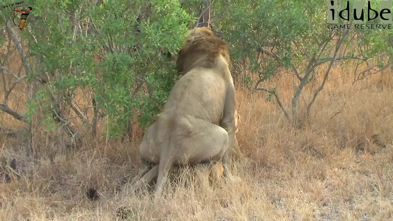 WILDlife: Wild Lions In Africa: Pairing Rituals