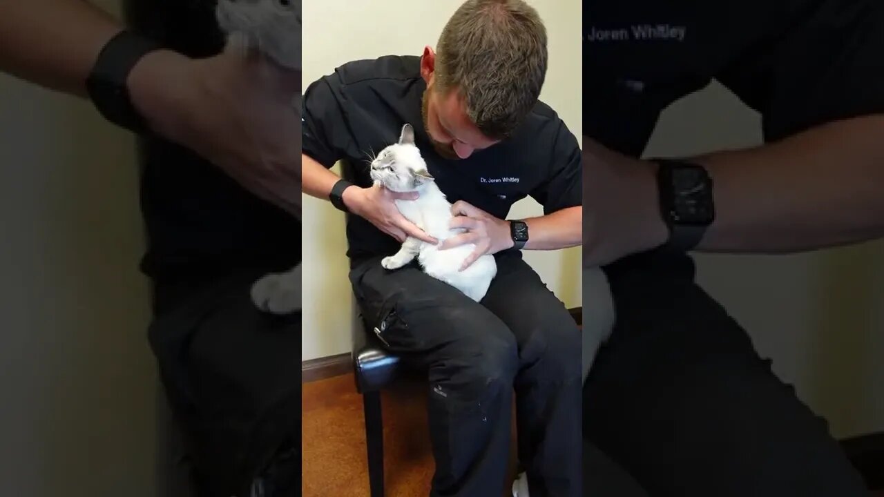 Do you ever work on cats?
