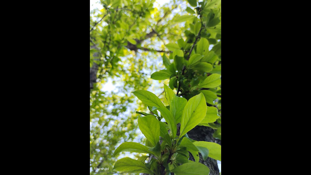 Nature beauty without sound just enjoy