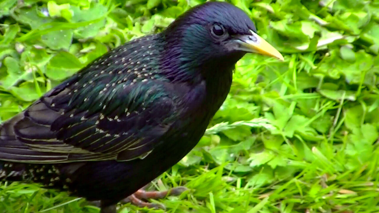 IECV NV #660 - 👀 House Sparrows, Starlings And Even A Grey Squirrel Eating Bread 🐿️6-28-2018