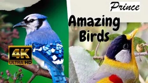 Amazing Birds|| Selected birds || Relaxing Music|| Beautiful Birds || Nature Video|| Classical Music