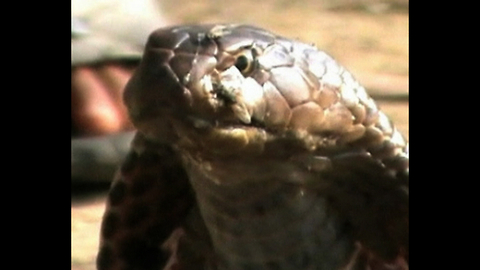 Man Looks After 200 Snakes