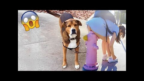 Funniest Animals Video Funny Dogs And Cats