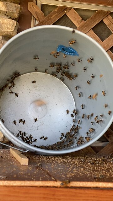 Rock House rescue, juggling the queen.