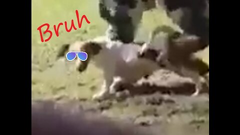 Dog Fail (funny video clips)