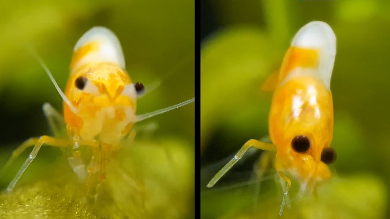 Tiny Shrimp Has HUGE Sneeze