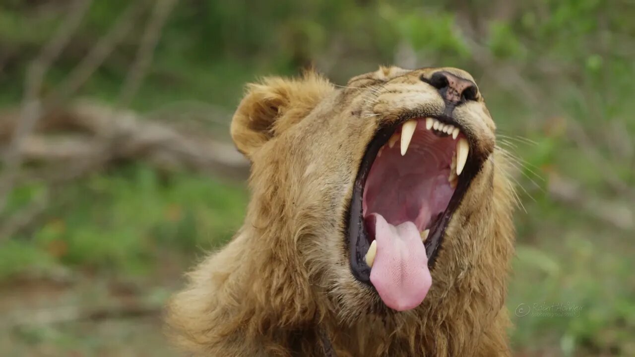 4K African Wildlife African Nature Showreel 2017 by Robert Hofmeyr 2160 x 3840