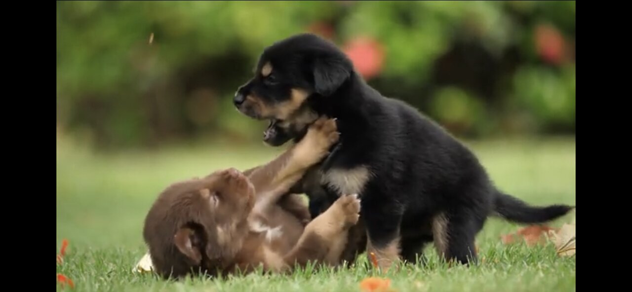 Cute Puppies Fighting Compilation🐶😘