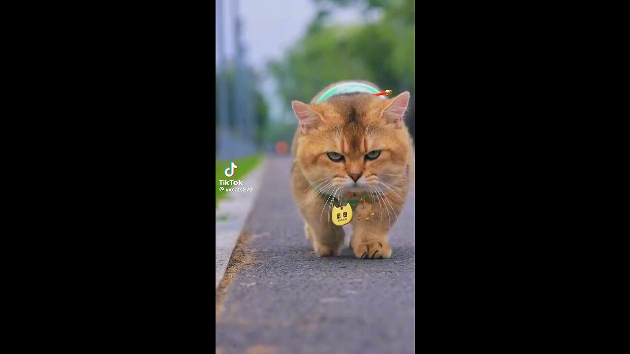 Beautiful Royal Mail Cat 🐈❤️❤️Monester look