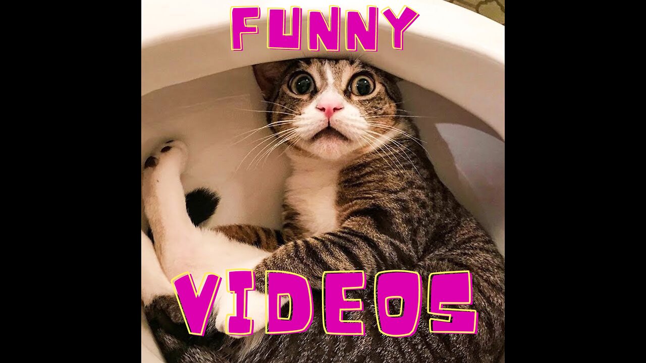 Funniest Animals 2023 😂 Funny Dogs and Cats Videos