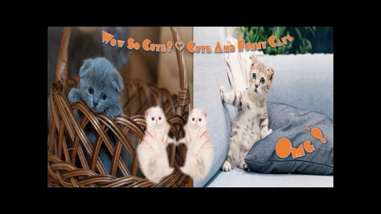 Cute And Funny Pets Try Not To Laugh To These Pets Compilation 60 @anupctg