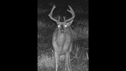 Not-Deer Crosses Road seen by Massachusetts Couple