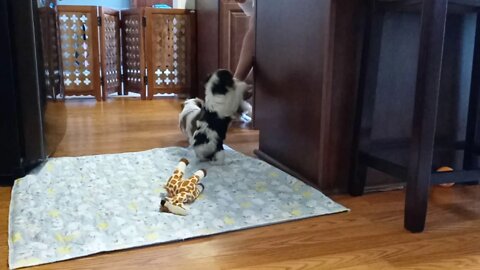 K Litter - 2/13/21(2)