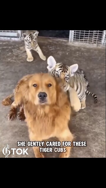 MOTHER DOG ADOPTS BENGAL TIGER CUBS🏞️🦮🐅🐅🐅 AT KANSAS ZOO PARK🐅🐅🐅🦮🏞️💫