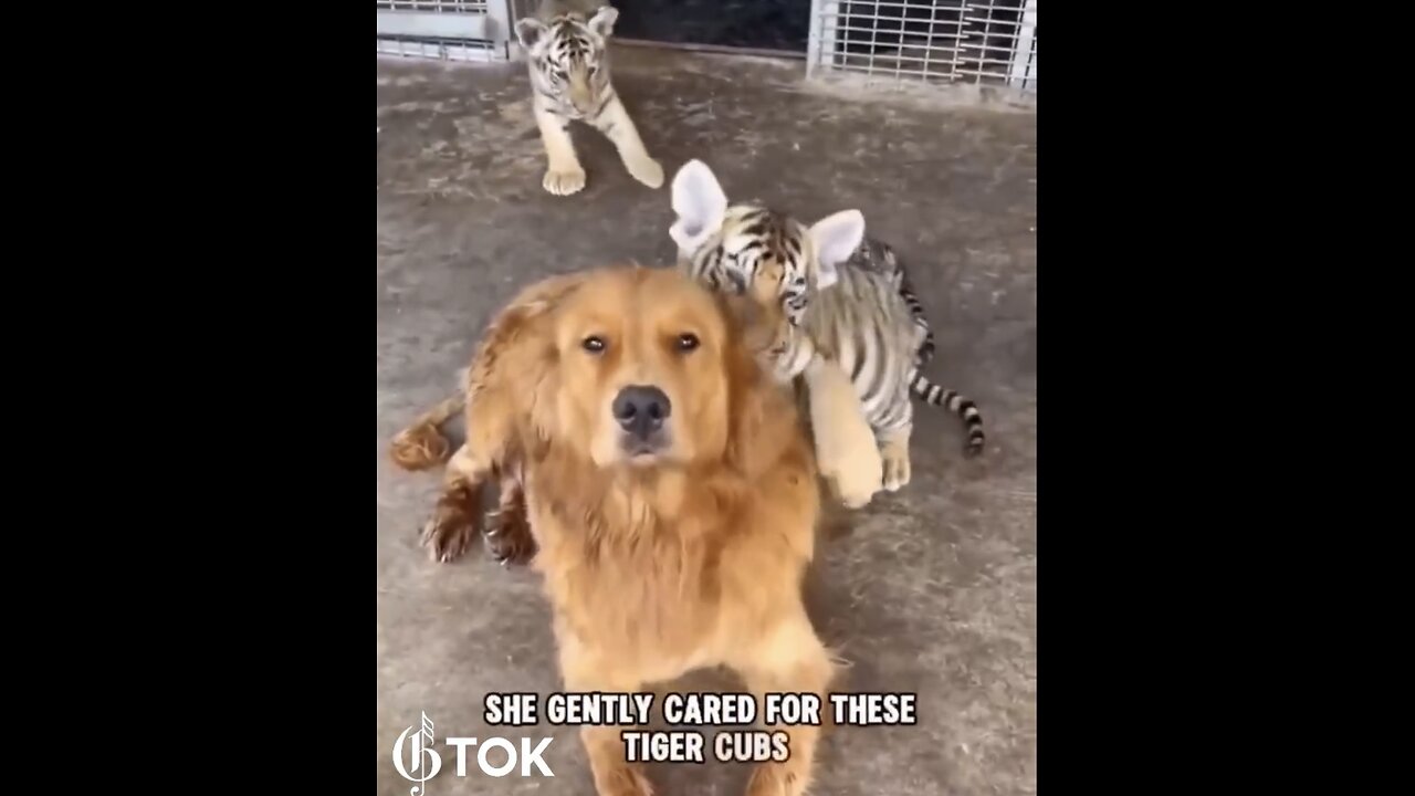 MOTHER DOG ADOPTS BENGAL TIGER CUBS🏞️🦮🐅🐅🐅 AT KANSAS ZOO PARK🐅🐅🐅🦮🏞️💫