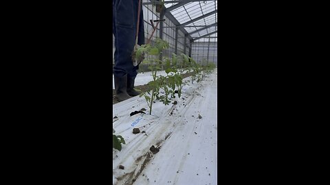 How to farm tomatoes- japan