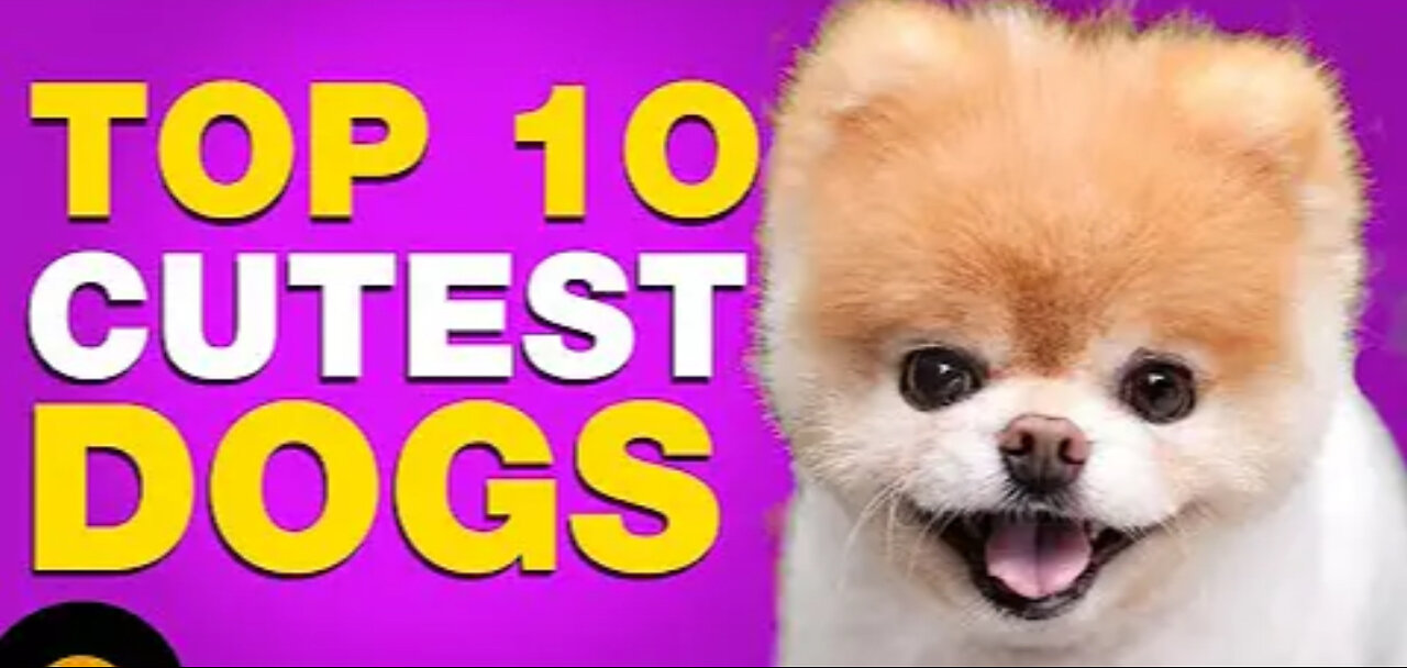 TOP 10 CUTEST DOG BREEDS