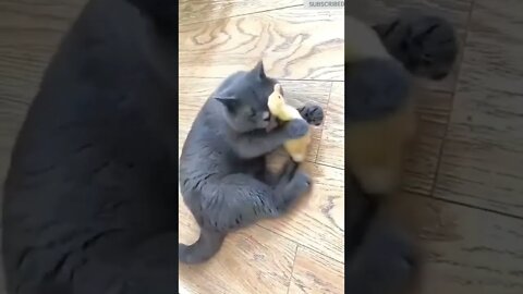 cute cat videos 😹 funny videos 😂 617 😻