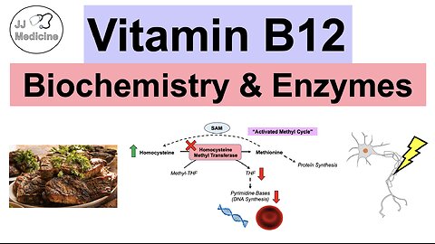 Vitamin B12 & Why We Need It | Biochemistry, Absorption, & Important Enzymes