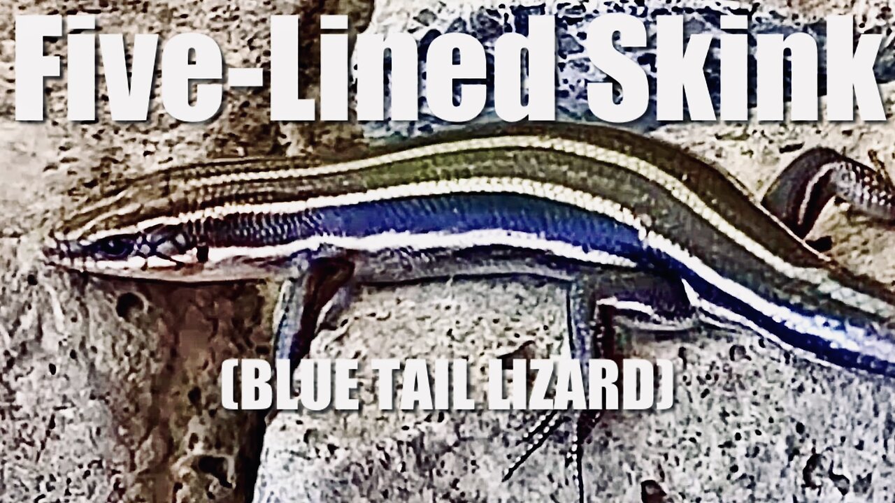 Five Lined Skink (blue tail lizard)