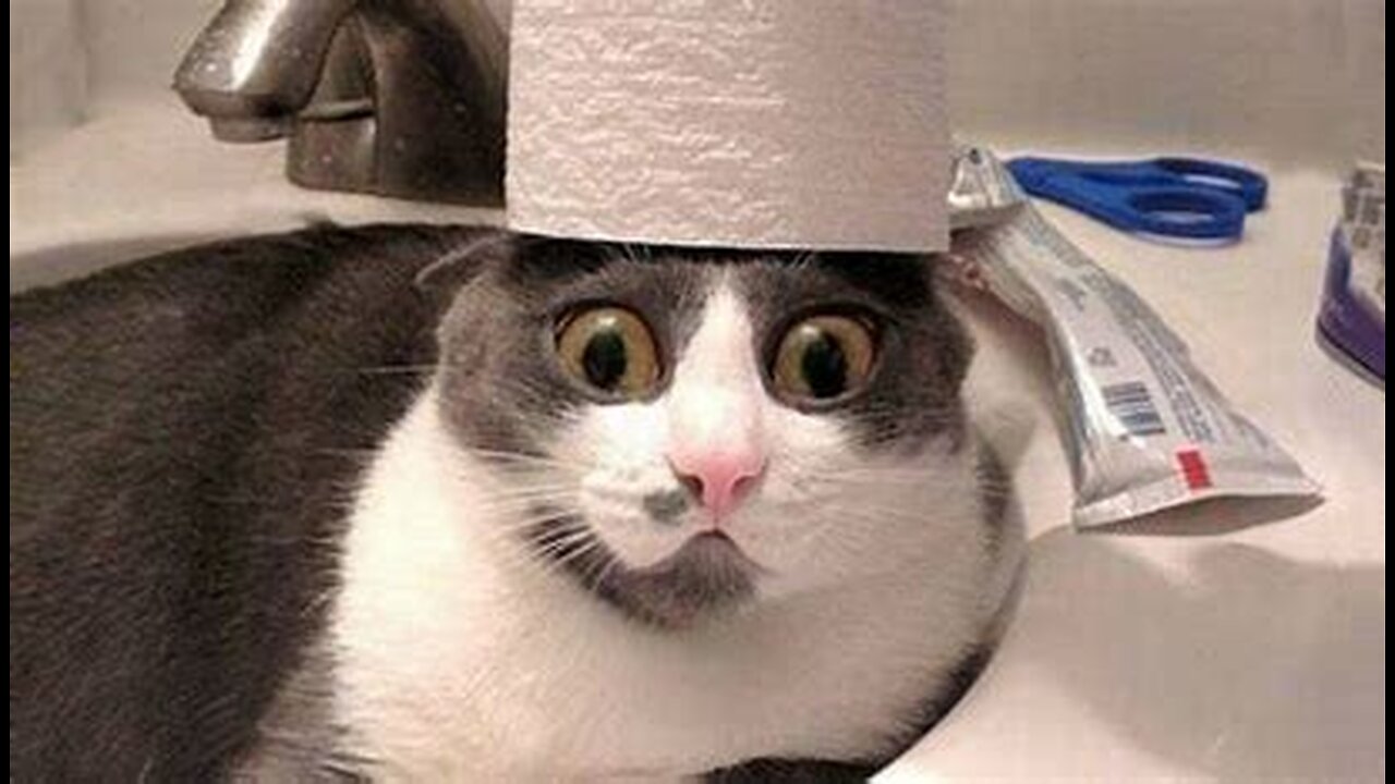 Funniest Animals Videos 🐻❄️ Can Make You More Happy #34