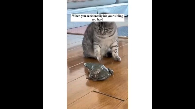 funny animals