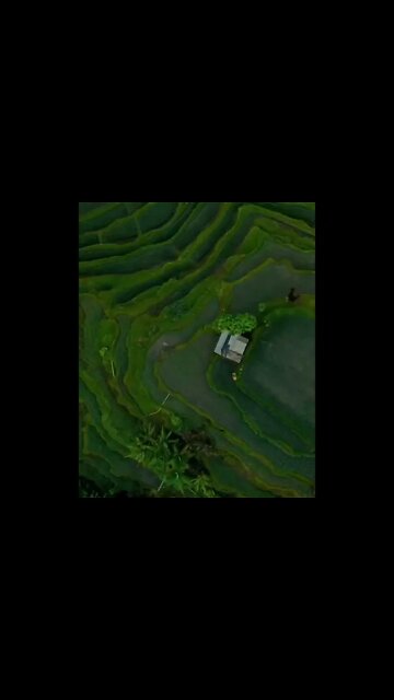 Tegallalang rice Terraces, Bali Indonésia 🇮🇩 !! Travel Hotels Flights Vacation Trip