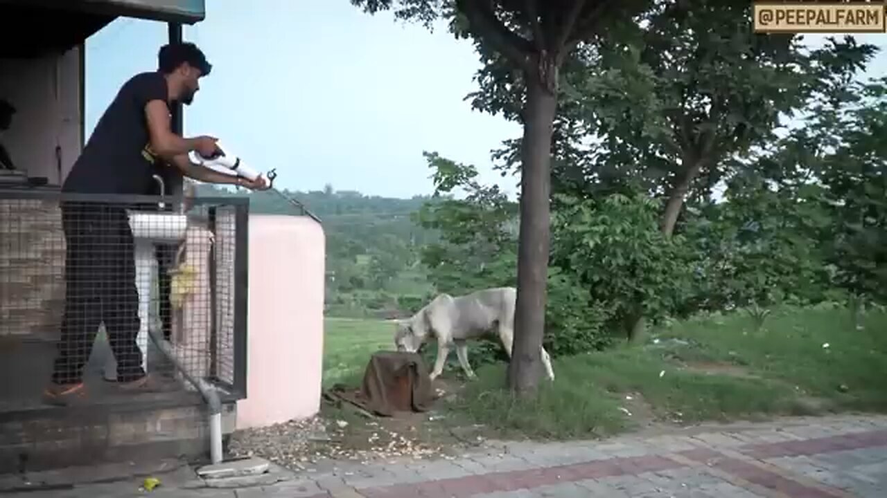 helping animal