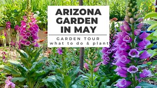 ARIZONA GARDEN in MAY: GARDEN TOUR plus What TO DO & PLANT