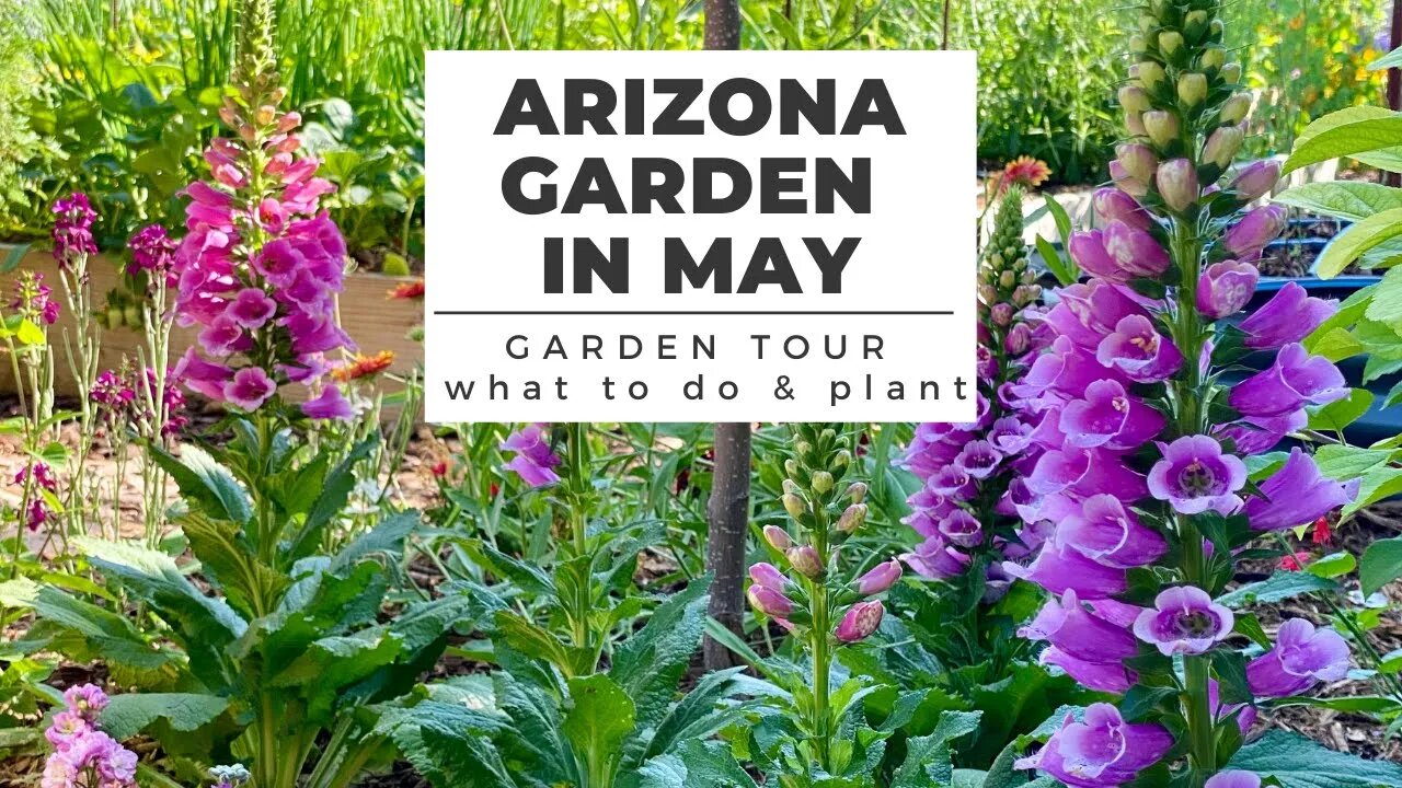 ARIZONA GARDEN in MAY: GARDEN TOUR plus What TO DO & PLANT