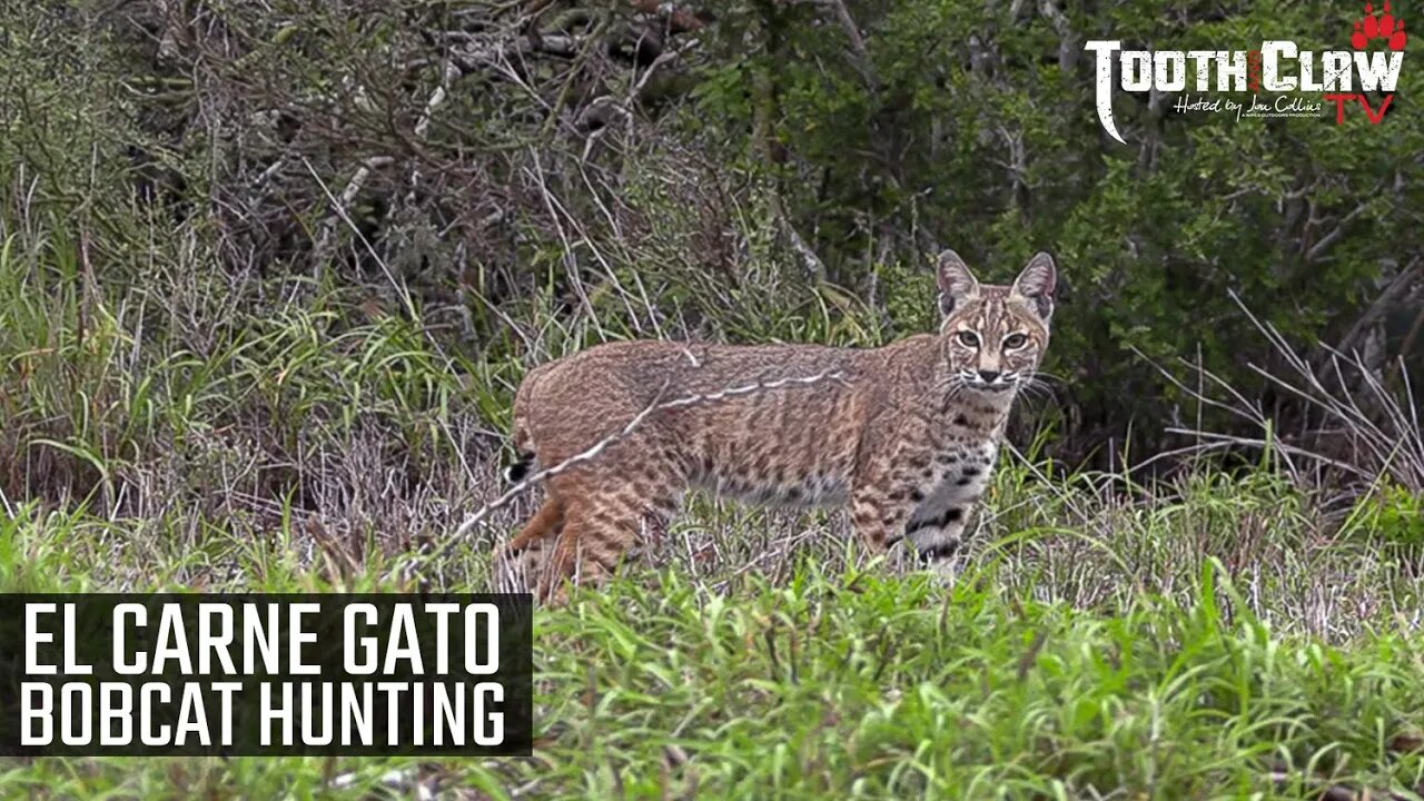 The Meat Cat - Bobcat Hunting