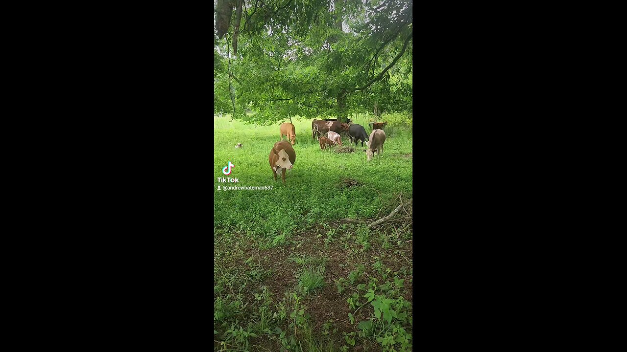 Cows and calves in the shade.