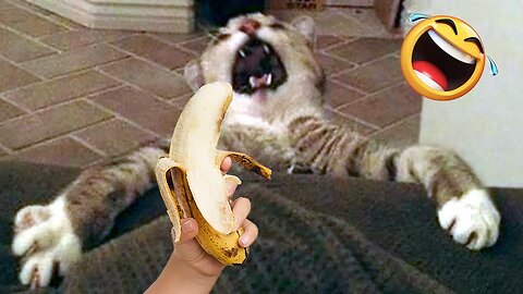 So Cute Adorable and Funny Cat Fancy Compilation