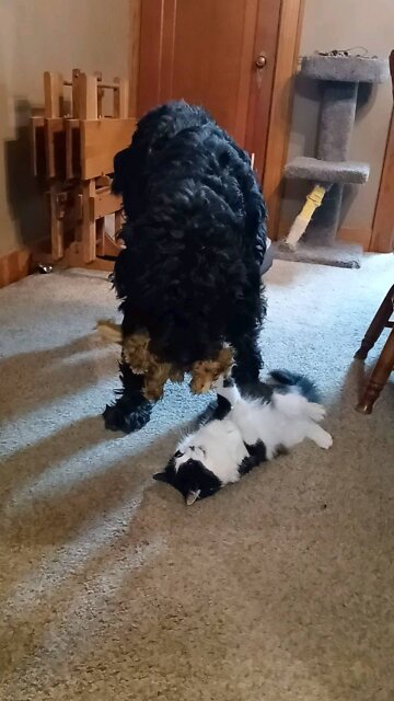 Cat attempts to keep toy but dog steals it