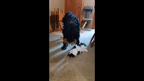 Cat attempts to keep toy but dog steals it