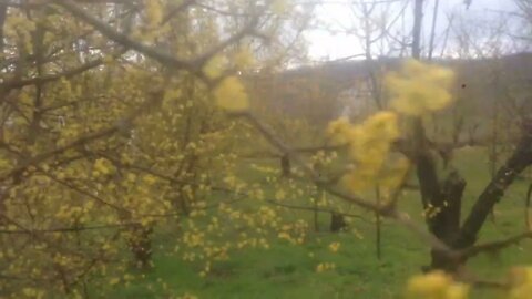 Cornelian Cherry (Cornus mas) Early Spring in bloom (P5)