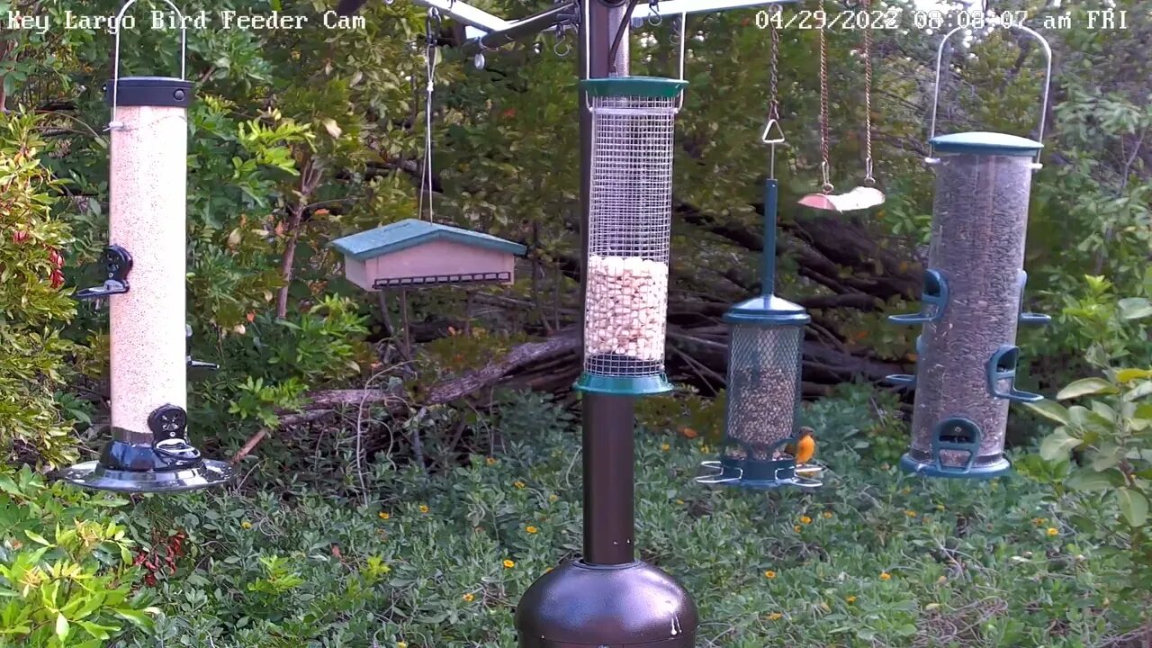 Painted Bunting - Interesting plumage phase