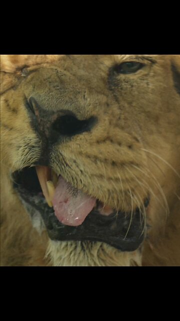 Lion's Hilarious Sneeze Face